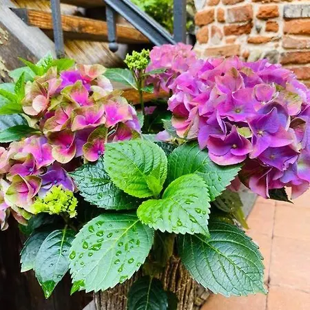 Dobre Casy - Ii Appartement *